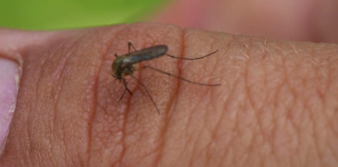 Não há vacinas ou tratamentos antivirais para Oropouche. O manejo da doença é sintomático, centrado no alívio da dor e reidratação do paciente